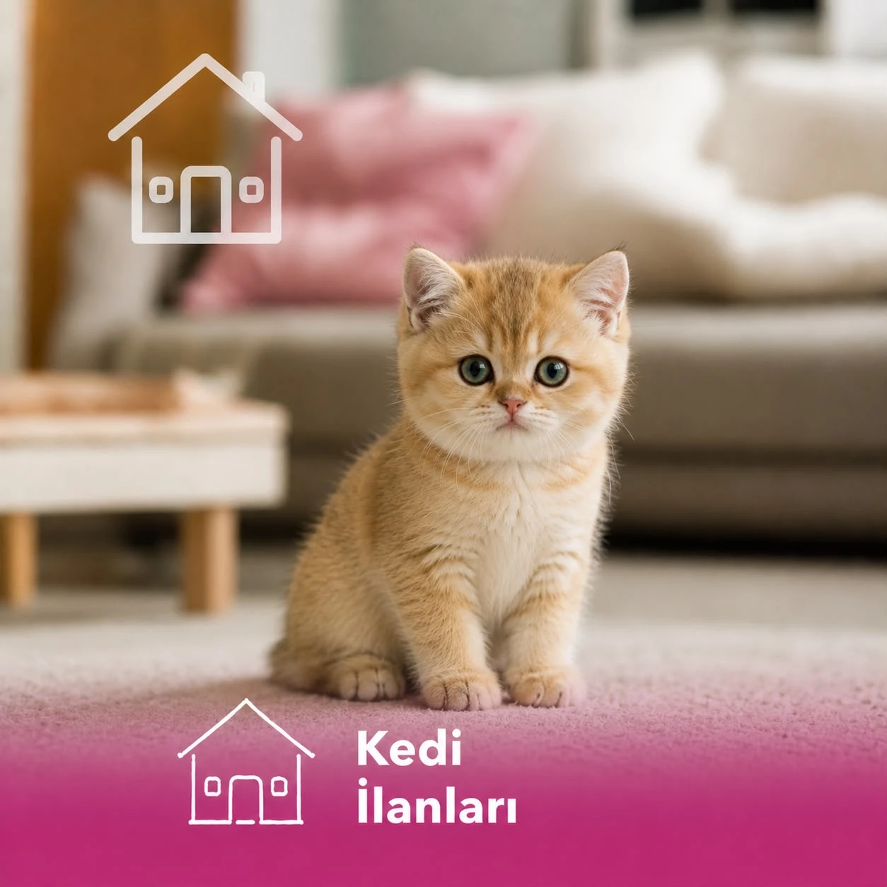 Kedi İlanları