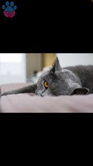 1 Yaşında British Shorthair Oğlumuza Scottish Dişi Arıyoruz