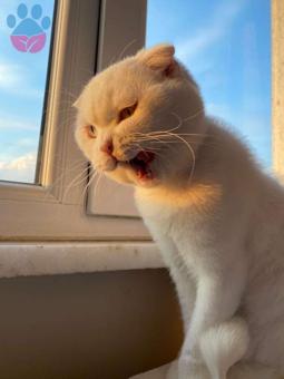 Scottish Oğluma Eş Arıyorum