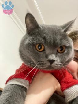 British Shorthair 1 Yaşında Kedime Eş Arıyorum