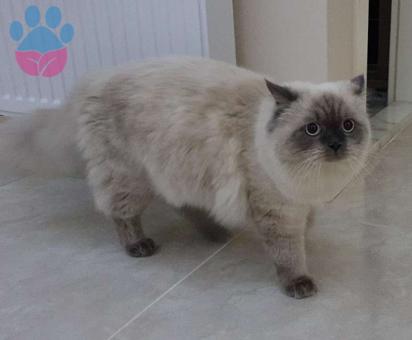 Eva&#8217;ya Yakışıklı Damat Arıyoruz :)