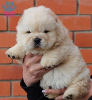British Shorthair Tecrübeli Erkek Kedimize Dişi Eş Arıyoruz