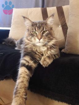 Maine Coon Cinsi Oğlumuza Eş Arıyoruz
