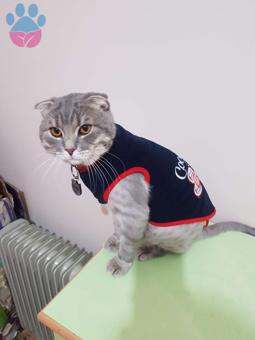 Ankara&#8217;da Scottish Fold Oğlumuza Gelin Arıyoruz