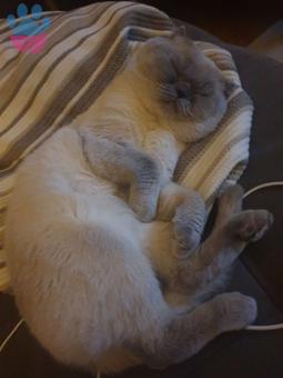 Scottish Fold Blue Point Erkek Kedime Eş Arıyorum