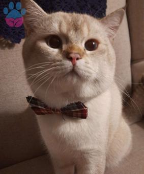 British Shorthair Prensimize Prenses Arıyoruz