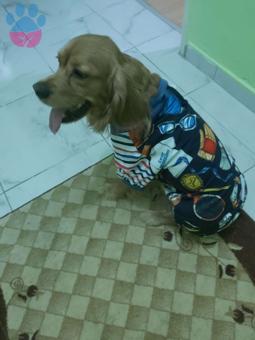 American Cocker Cinsi Oğluma Eş Arıyoruz