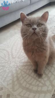 Yalıkavak Bodrum, Oğlumuz Zeus&#8217;a Eş Arıyoruz