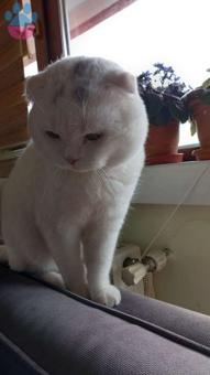 Scottish Fold Cinsi Oğluma Gelin Arıyoruz