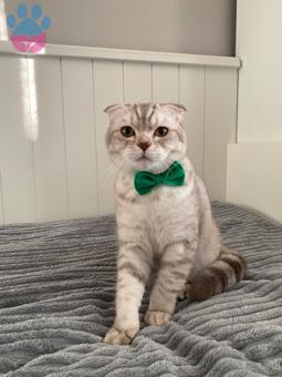Scottish Fold Yakışıklı Oğlumuza Eş Arıyoruz