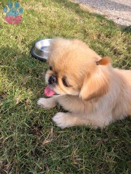 2 Yaşında Pekinez Cinsi Kızıma Eş Arıyorum