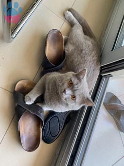 Scottish Cinsi Oğlumuza Eş Arıyoruz