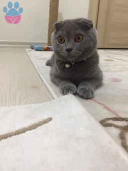 Scottish Fold Cinsi Oğlumuza Eş Arıyoruz