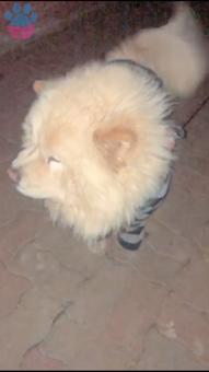 Chow Chow Cinsi Oğluma Dişi Arıyoruz ?