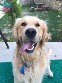 4 Yaşındaki Oğlumuza Dişi Arıyoruz