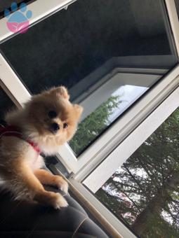 Pomerian Boo Oğluma Eş Arıyorum ?