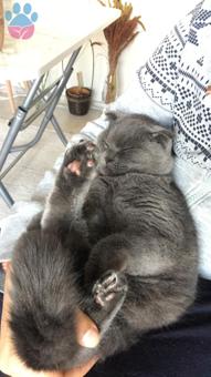 Scottish Shorthair Erkek Oğlumuza Eş Arıyoruz