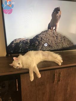 Ankara Kedisi Cinsi Oğlumuza Gelin Arıyoruz ?