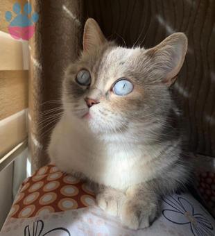 British Shorthair Lady&#8217;mize Eş Arıyoruz