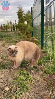Scottish Fold Yakışıklı Oğlumuza Eş Arıyoruz ?