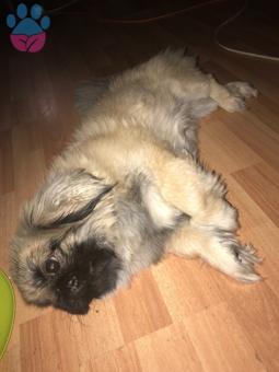 Pekinez Cinsi Oğlum Ergenlikten Çıktı ?