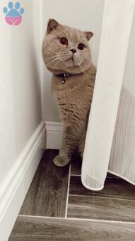 11 Aylık Scottish Fold Cinsi Oğluma Eş Arıyorum