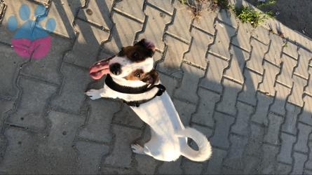 Köpeğime Eş Arıyorum