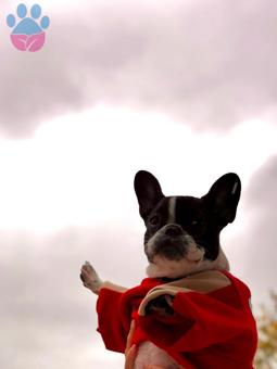 11 Aylık French Bulldog Kızımıza Eş Arıyoruz