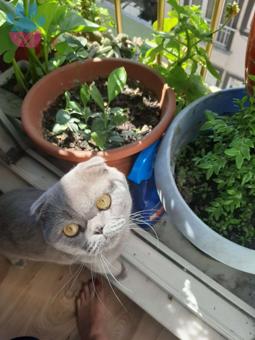 2 Yaşında Scottish Fold Oğlum Eş Arıyoruz/Kızgınlıkta