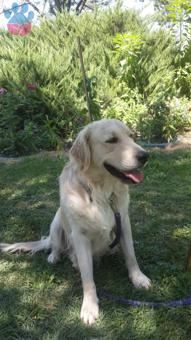 Yakışıklı Lucky Golden Retriever Oğluma Eş Arıyorum