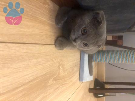 Scottish Fold Oğlumuz Geceye Eş Arıyoruz