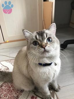 British Shorthair Oğlumuza Eş Arıyoruz