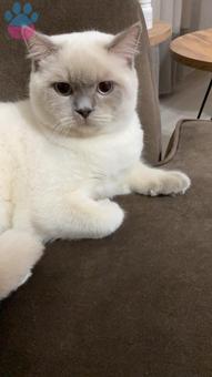 British Shorthair Paşamıza Dişi Eş Adayı Arıyoruz
