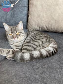 British Shorthair Silver Erkek Kedimiz?