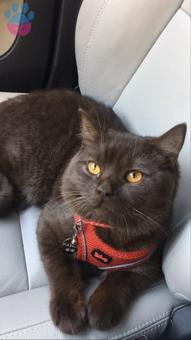 Oğlumuza Dişi Kedi Arıyoruz