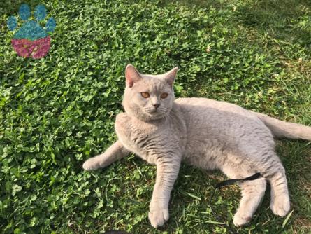 British Shorthair Oğlumuza Gelin Arıyoruz