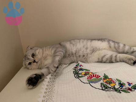 Scottish Fold Cinsi Oğluma Eş Arıyorum