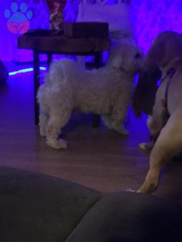 Maltsase Terrier Oğluma Eş Arıyorum