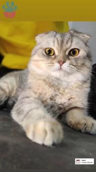 Scottish Fold Yakışıklı Oğluma Eş Arıyorum
