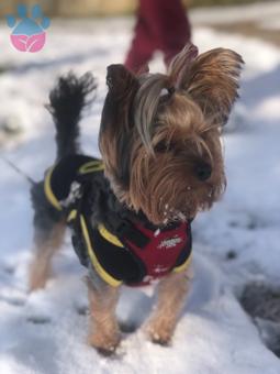 Erkek Yorkie ye eş arıyoruz