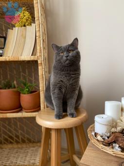 11 Aylık British Shorthair Kedimize Eş Arıyorum