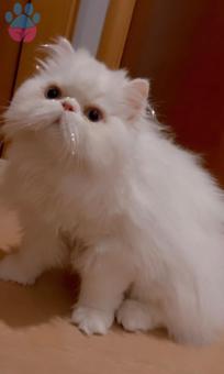 İran Kedisi Mavi Gözlü Ares&#8217;e Eş Arıyoruz