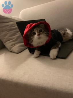 Mia’ma Ankara’da İran Kedisi Eş Arıyorum ?