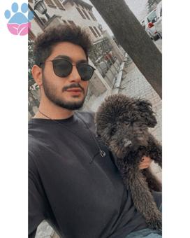 Toy Poodle Cinsi Bobo Oğlum Eş Arıyor ?