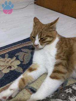 Tombik Kral’a Eş Arıyoruz ?❤️