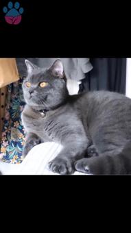 1 Yaşında Safkan Tecrübeli Oğluma Eş Arıyorum