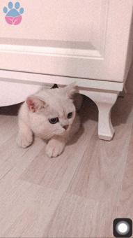 İstanbul’da British Oğluma Eş Arıyorum