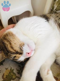 Acil Gelin Aranıyor ?