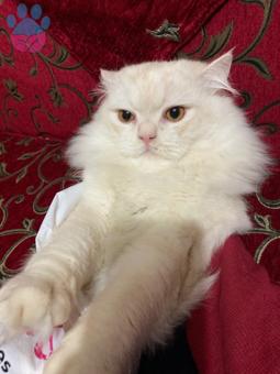 Acil Kız Evine Misafir Olacak Yakışıklı Oğlan