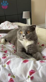 Scottish Fold Oğluma Eş Arıyorum